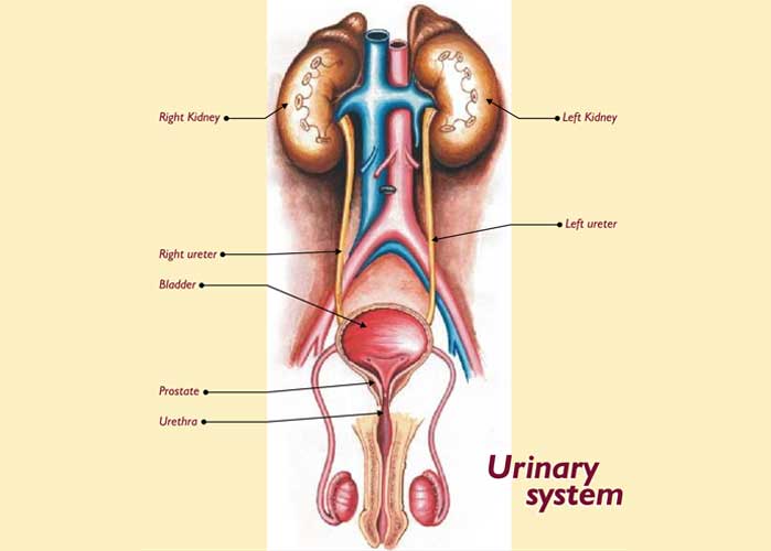 urinary systems